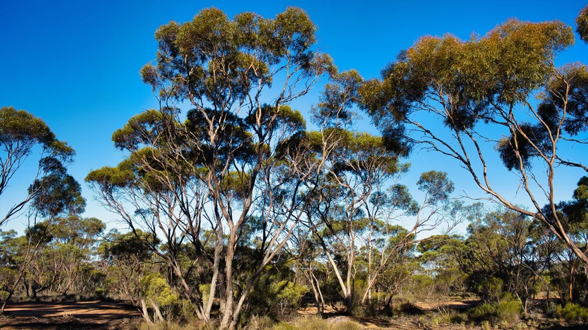 Mallee eucalyptus trees in the Australian outback